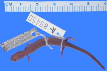 Media type: image; Herpetology A-89459